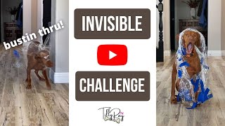 My Dogs Reaction to the Invisible Challenge (IT'S MESSY) | Funny Dog Tilly