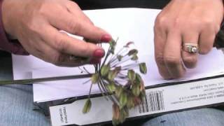 Gardening Tips : Collecting Seeds From Flowers