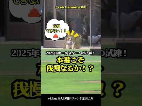 【大谷翔平】パパ、ごめんなさい！我慢出来なかった！🐕🐕💩 #shorts #mlb #大谷翔平