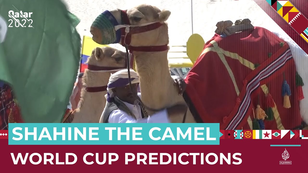 الجمل شاهين يتنبأ بنجاح بخسائر كأس العالم؟ | قناة الجزيرة الإخبارية