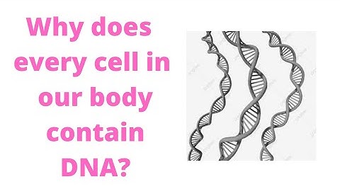 Why does every cell in our body contain DNA?