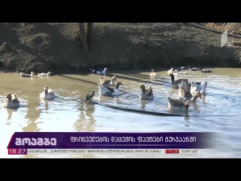 ფრინველის დაცემის ფაქტები გურჯაანში