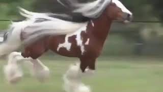 Rokob L5Ail Xa3Roho Taouil Hhhhh