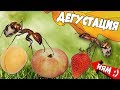 Чем подкормить муравьев жнецов? Как рождается муравей?