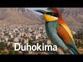 Duhokima Ai By Dinasnori سترانا نوی ب نافێ دوهوکیمە بە ژیری دەست کرد دروستکراوە Duhokima Ai By Dinasnori سترانا نوی ب نافێ دوهوکیمە بە ژیری دەست کرد دروستکراوە