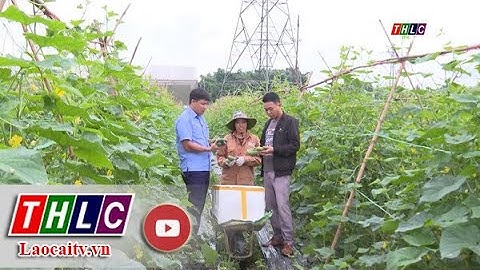 Xây dựng thành công mô hình liên kết cây dưa chuột vụ đông tại xã Gia Phú| THLC