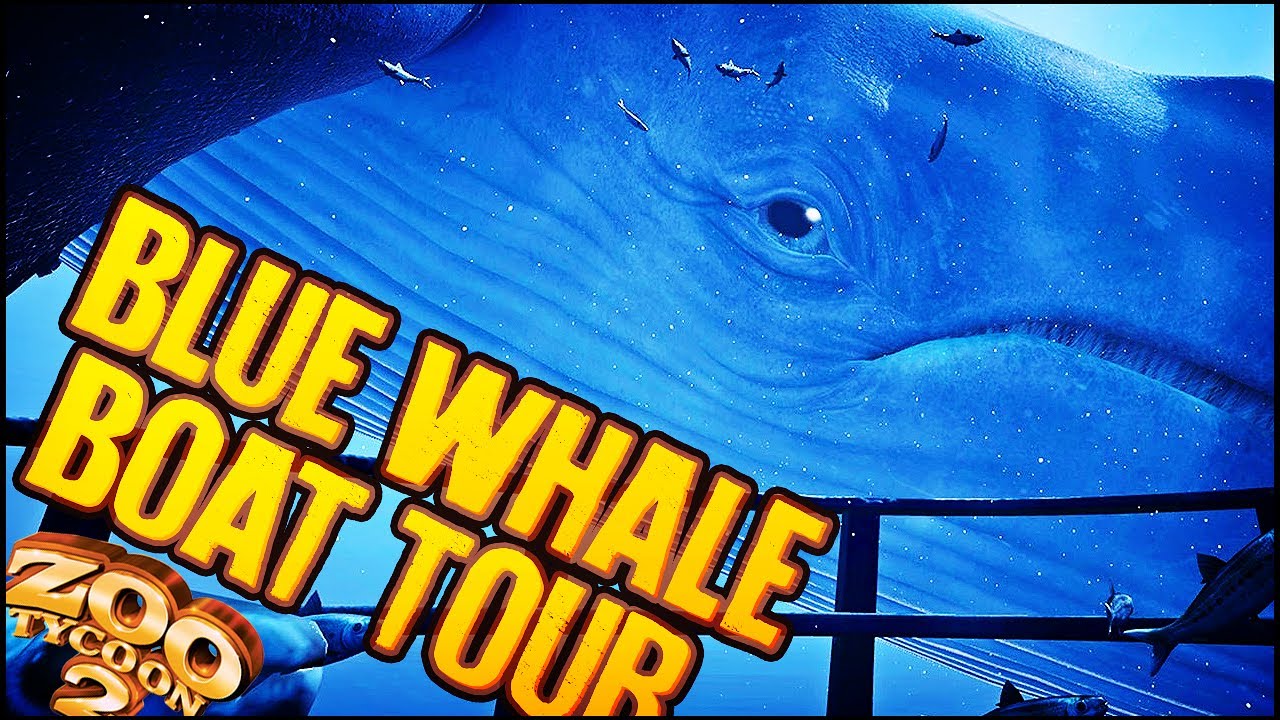 blue whale aquarium