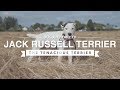 ALL ABOUT JACK RUSSELL TERRIER: THE TENACIOUS TERRIER の動画、YouTube動画。