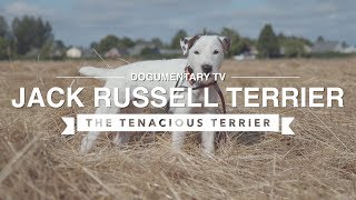 ALL ABOUT JACK RUSSELL TERRIER: THE TENACIOUS TERRIER