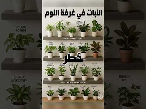 النوم مع نبات أو ورد بجانبك كارثة صحية أم فائدة مذهلة