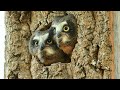 Juvenile Saw-Whet Owl's