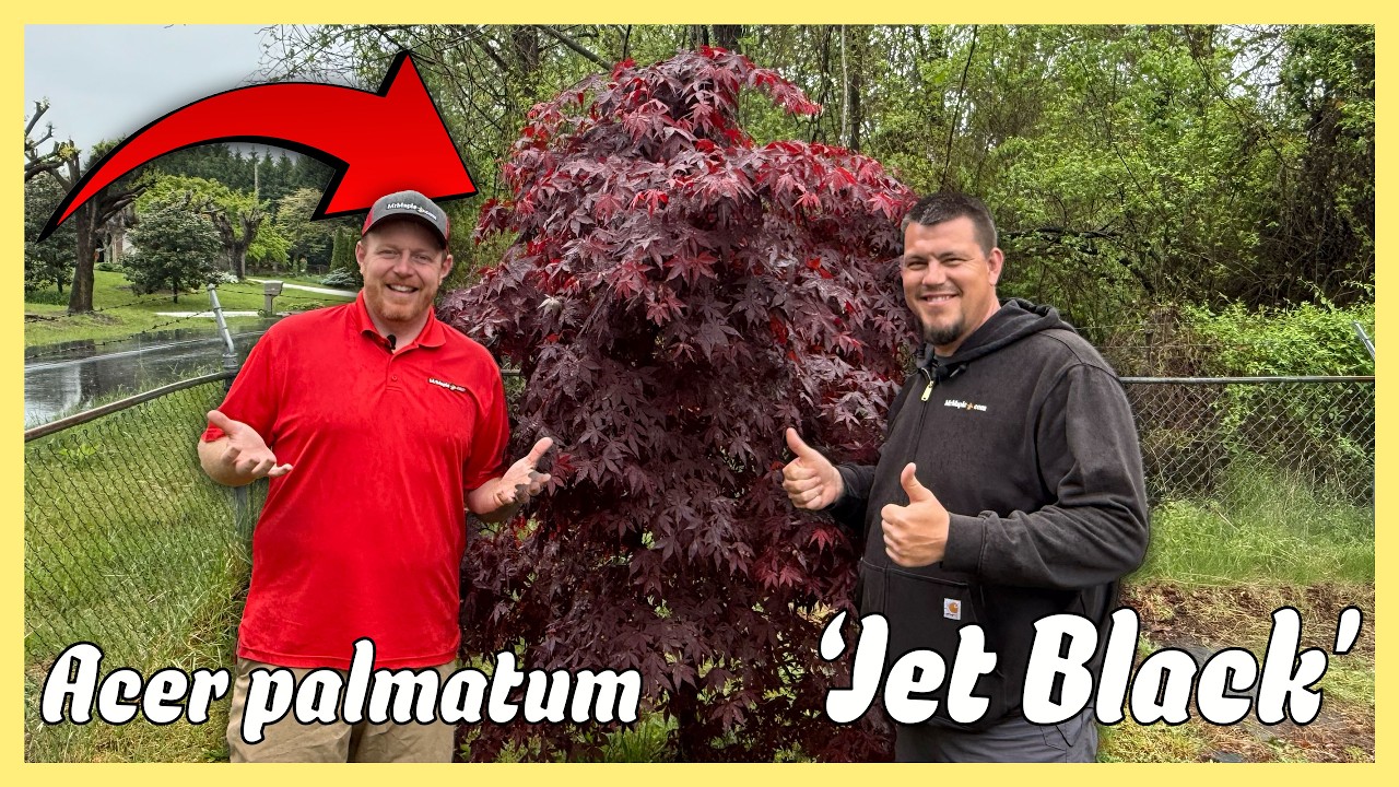 Maple treeブラック38 Buy Acer palmatum 'Black Lace' Japanese Maple — Mr Maple │ Buy