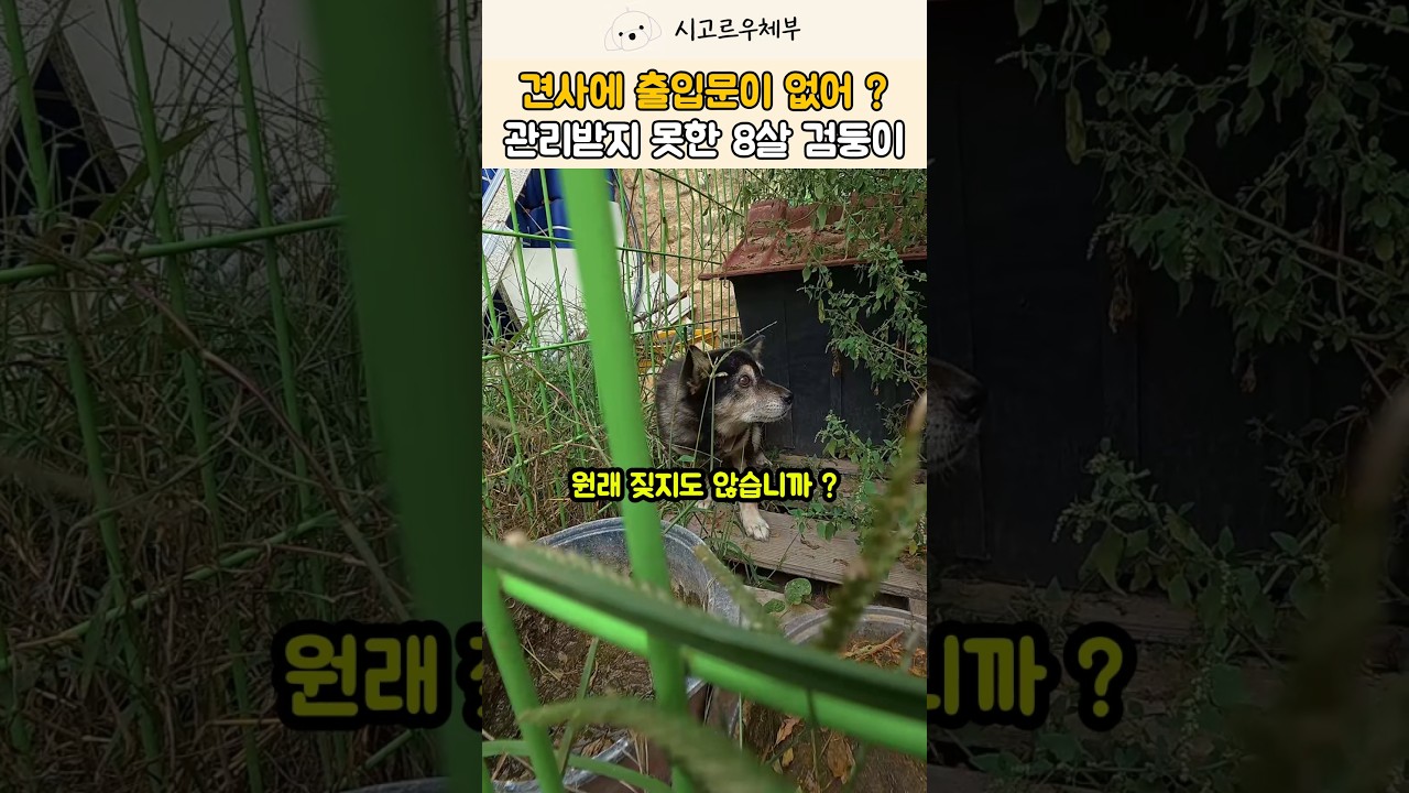 출입문 없는 견사에 살던 시골강아지 검둥이의 사연😭 #강아지 #반려견 #shorts