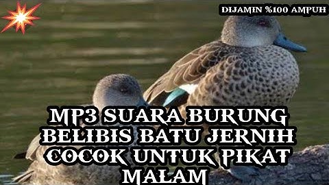 MP3||suara pikat burung belibis batu jernih