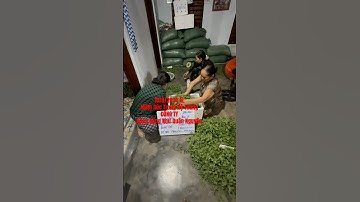 Hoa Cúc Giống Ninh Giang Khánh Hòa A NHÀN 10/9/2024 ÂL Mầm Cúc Đại Đóa Pha Lê Xuất Nam Định #shorts