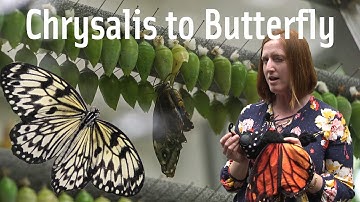 Butterfly Life Cycle - Chrysalis to Butterfly