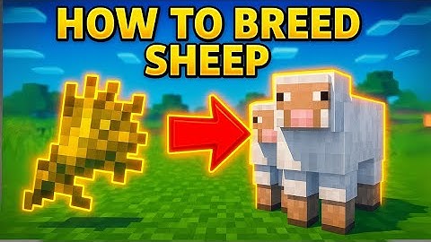 How to breed sheep in MINECRAFT