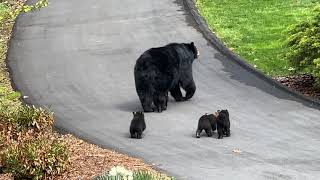 Momma Bear with Four Cubs