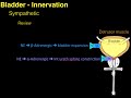 Autonomic innervation of the Bladder