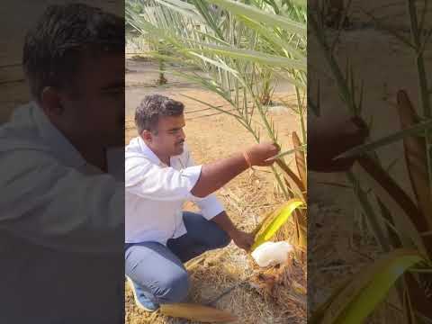 Pollination in date