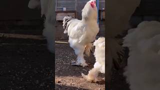 Biggest Brahma Rooster    