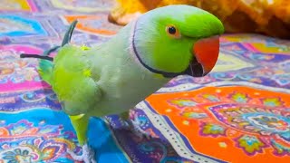 Meet Chocolate So Amazing And So Talkative Ringneck Parrot So Cute Member Of Talking Parrot Family