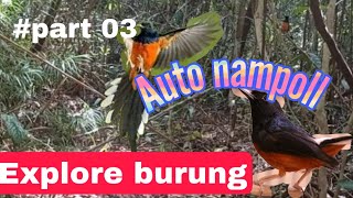 EXPERIMENT memikat burung murai batu DENGAN burung kacer Bettina.DAMPARAN VLOGGER