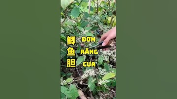 Cây Đơn Răng Cưa #songkhoe #baithuochay #thuốcnam