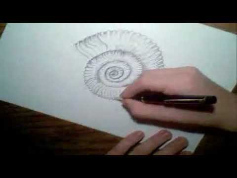 ammonite drawing