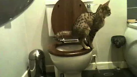 Video 9007381: f3 savannah, savannah girl, toilet, cat