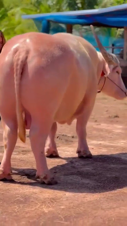 Biggest Albino Buffalo of 2025.