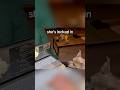 She found dog TikTok and got hooked #shorts