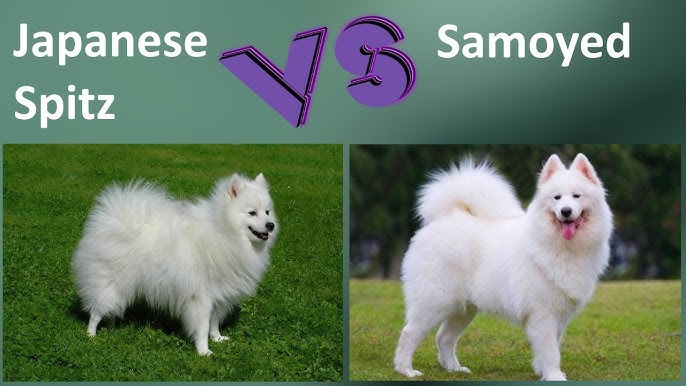 Japanese Spitz Vs Samoyed Breed Comparison Samoyed And Japanese Spitz Differences Youtube Japanese Spitz Vs Samoyed Breed Comparison Samoyed And Japanese Spitz Differences Youtube