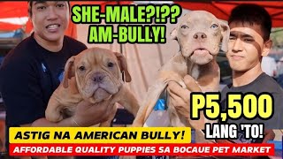 SHEMALE AMERICAN BULLY?!?? | P5,500 LANG MAY BULLY KA NA SA BOCAUE PET MARKET