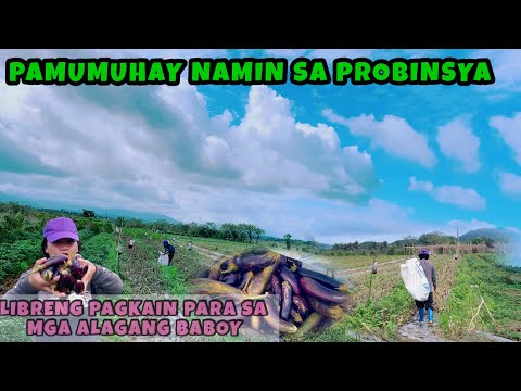 PAPALITAN NA ANG MGA TALONG KAYA KINUHA KO NALANG ANG MGA BUNGA PARA SA ALAGA NAMING BABOY | PART 1