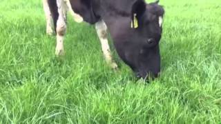 Dairy Cow Eating Barenbrug Grass. Yum Yum!