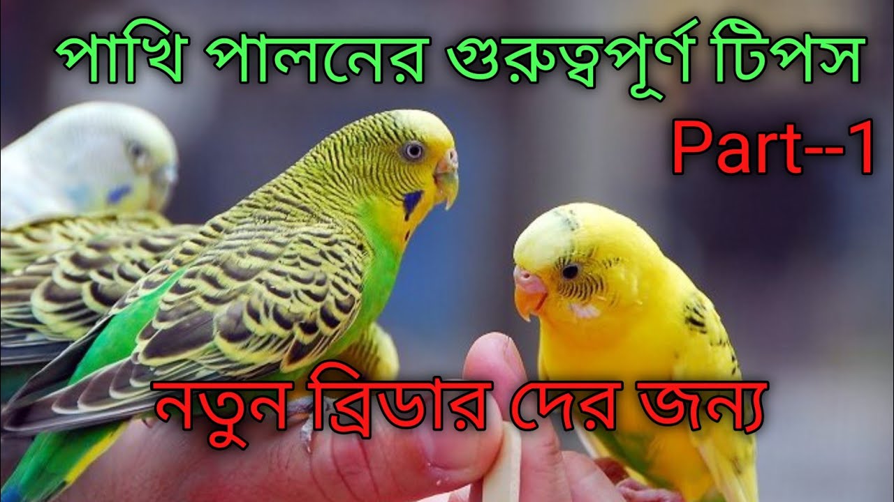 বদ্রি পাখি নিয়ে প্রায় ১৪থেকে ১৫ বছরের অভিজ্ঞতা নতুন দের জন্য খুবই গুরুত্বপূর্ণ একটি বিষয় পর্ব ১