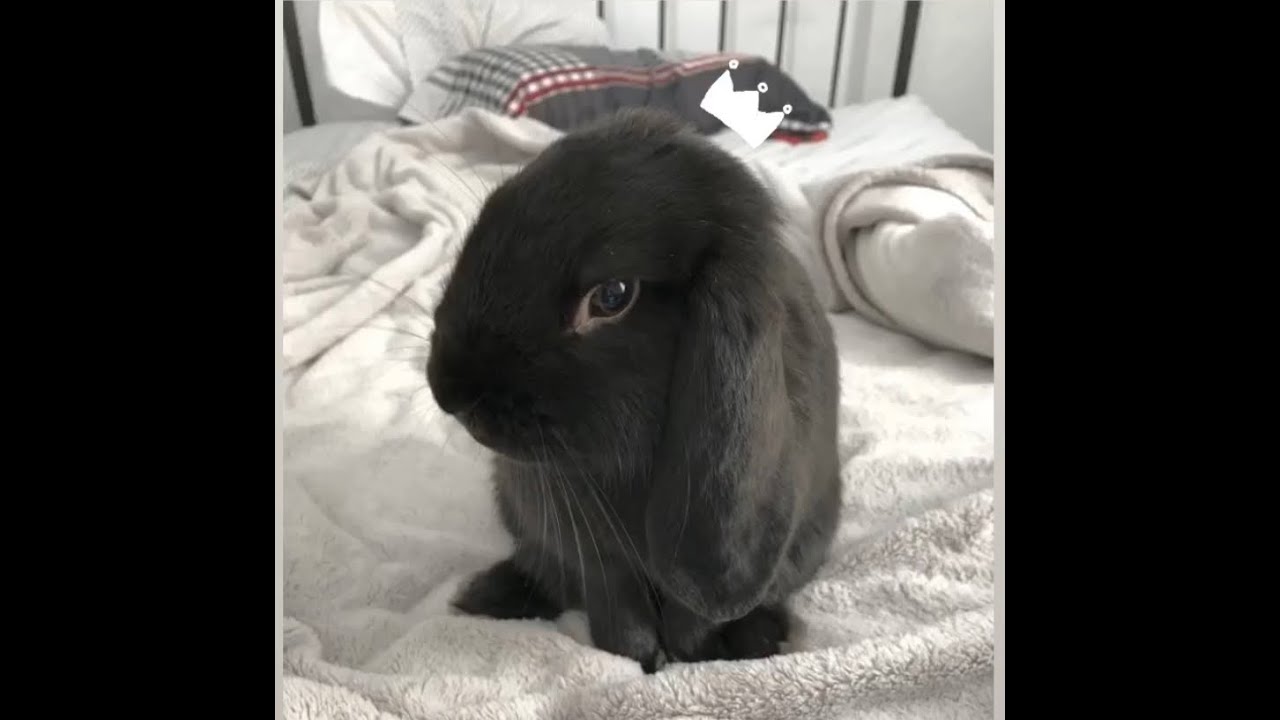Buffy The Bunny! My First Video (:
