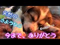 【一時保護犬との突然のお別れ😢】いつも沢山の笑顔と癒しをくれた野犬の子犬マーブル🌸今まで、本当にありがとう💕