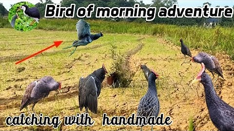 Birds of the Wild – Morning Adventure of Village life 🐦🌿#birdhunting #ruakruakking #sabscribe now 🔔