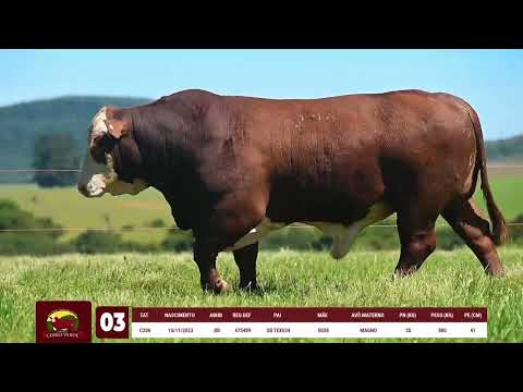 LOTE 03   CERRO VERDE 206