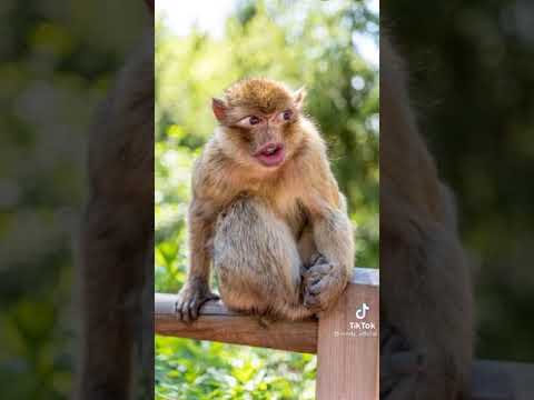 Video: Dalam arti apa toto monyet cantik?