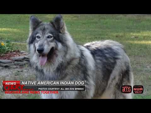 Video: 66 Reikšmingi gimtoji Amerikos moteriški šunų vardai