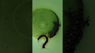 Kelabang VS Tokek || Pertarungan yang sangat sengit