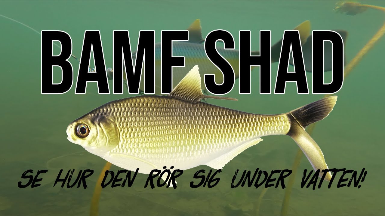 13 Fishing BAMF Shad Undervattensbilder 