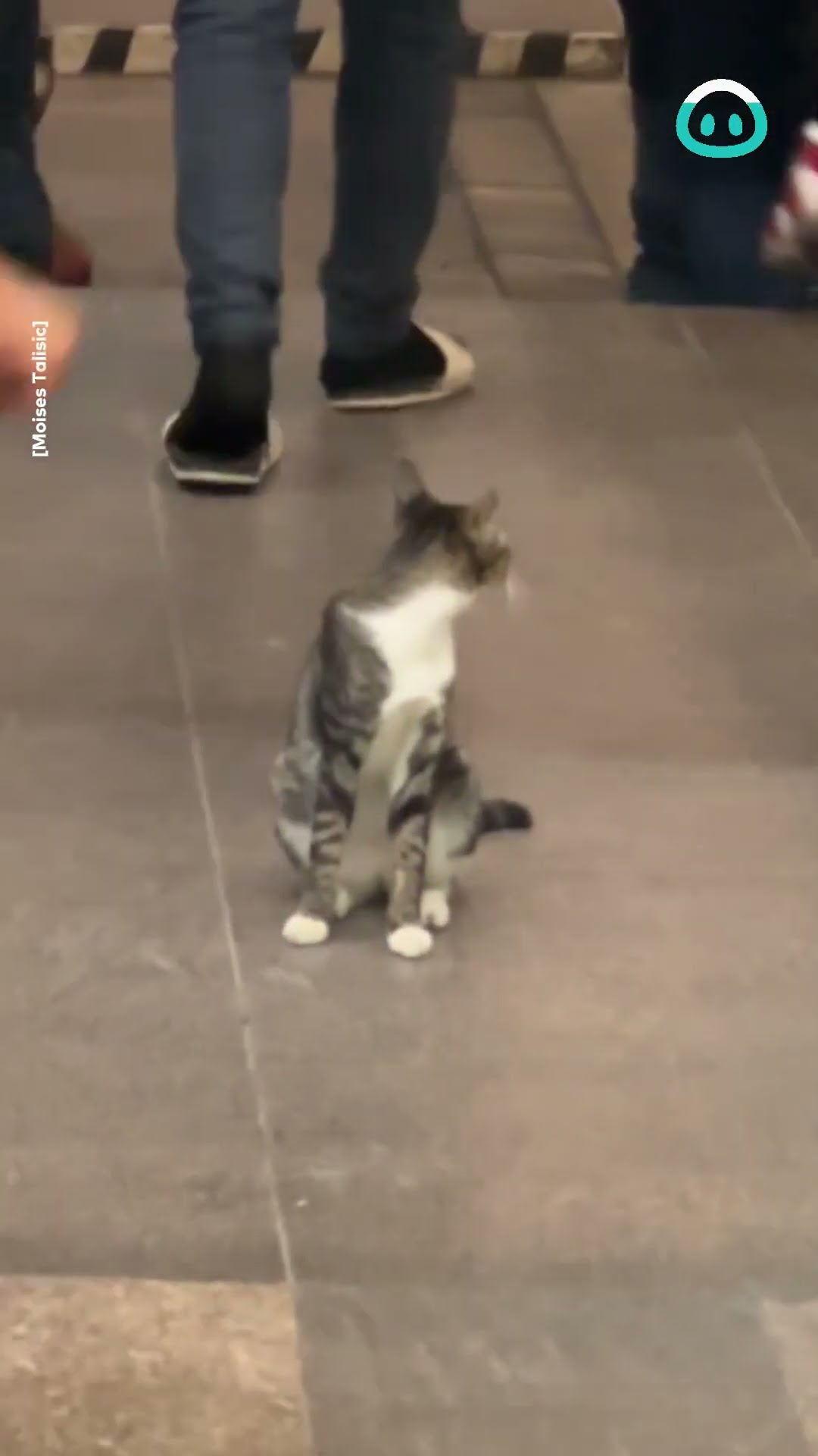 Kitty Charges Petting Tax At The Mall || ViralHog
