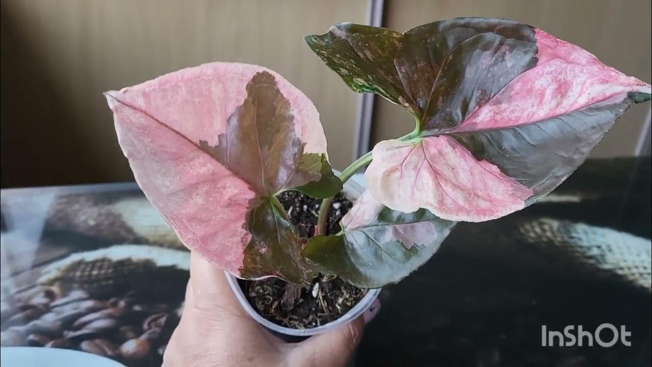 Сингониум Клубничный лёд. 09.10.2023. - YouTube