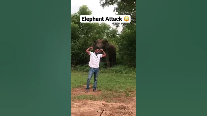 Elephant attack Sri lanka #shorts #subscribe #elephantattack - DayDayNews