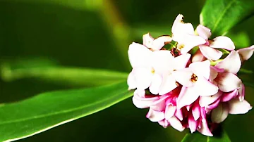 Quelle fleur résisté au froid ?