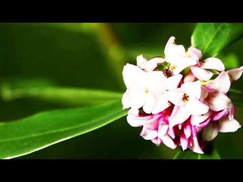 Vidéo: Ziziphus, Ou Unabi Dans Le Jardin, N'est Plus Exotique. Plantation, Entretien, Reproduction, Photo